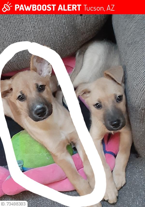 Lost Male Dog last seen Speedway and Pantano, Tucson, AZ 85710