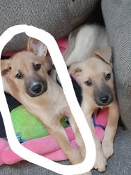 Lost Male Dog last seen Speedway and Pantano, Tucson, AZ 85710