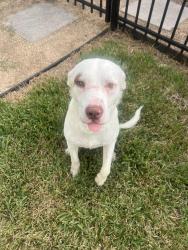 Found/Stray Male Dog last seen West Tidwell and Paul Quinn, Houston, TX 77092