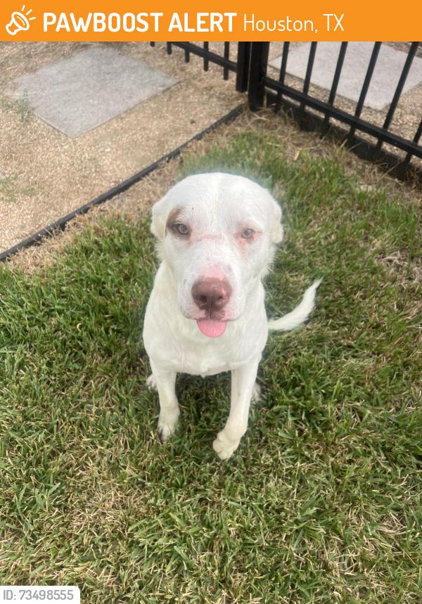 Found/Stray Male Dog last seen West Tidwell and Paul Quinn, Houston, TX 77092