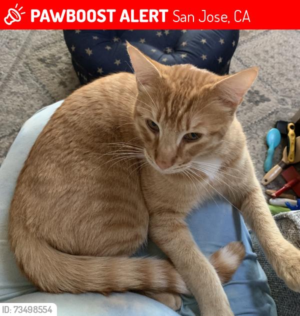 Lost Male Cat last seen Rotterdam lane & Oslo, San Jose, CA 95118
