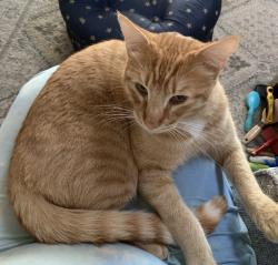 Lost Male Cat last seen Rotterdam lane & Oslo, San Jose, CA 95118