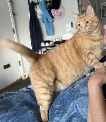 Reunited Male Cat last seen London Lane and Huntington, Glenview, IL 60025