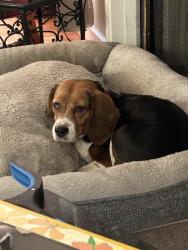 Lost Female Dog last seen Saddlebridge Lane & Blackhorse Pkwy, Franklin, TN 37069