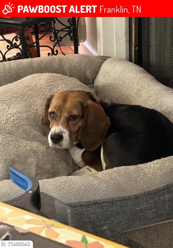 Lost Female Dog last seen Saddlebridge Lane & Blackhorse Pkwy, Franklin, TN 37069