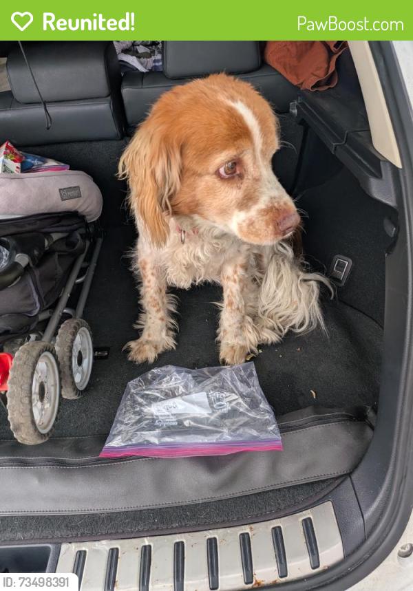 Reunited Unknown Dog last seen Near Osborne St, Arleta, CA 91331, USA, Los Angeles, CA 91331