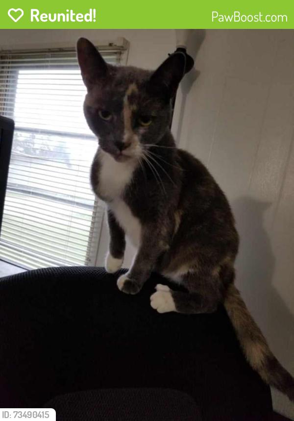 Reunited Female Cat last seen Near 88th Ave Westwood ests, Pleasant Prairie, WI 53158