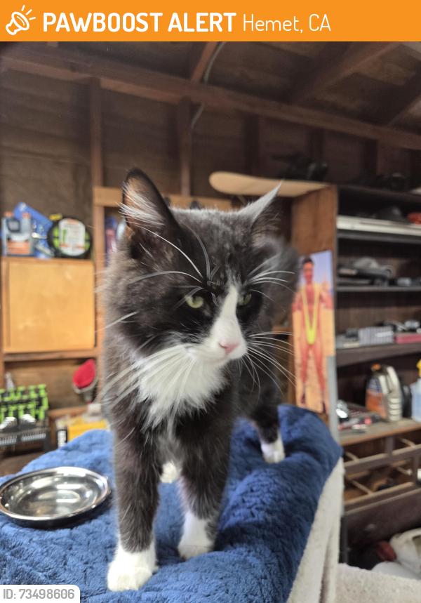 Found/Stray Unknown Cat last seen Devonshire and kirby, Hemet, CA 92545