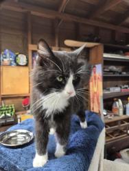 Found/Stray Unknown Cat last seen Devonshire and kirby, Hemet, CA 92545