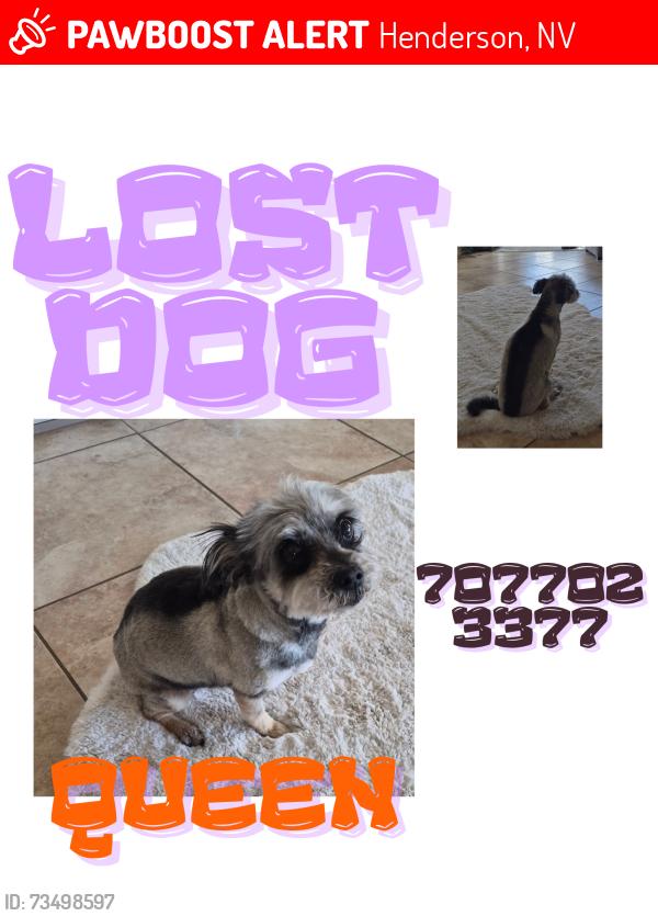 Lost Female Dog last seen Galleria and Gibson, Henderson, NV 89011