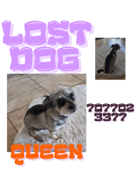 Lost Female Dog last seen Galleria and Gibson, Henderson, NV 89011