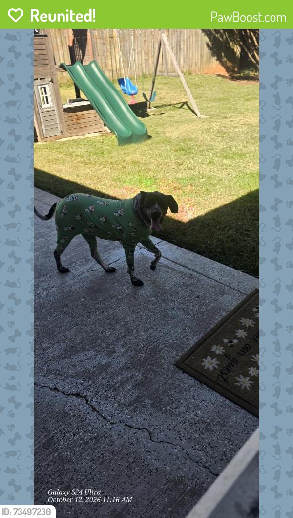 Reunited Female Dog last seen Near Ashland Ave, Statesville, NC 28677, USA, Statesville, NC 28677