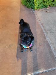 Reunited Female Dog last seen Near Kiley Way, Edmond, OK 73034