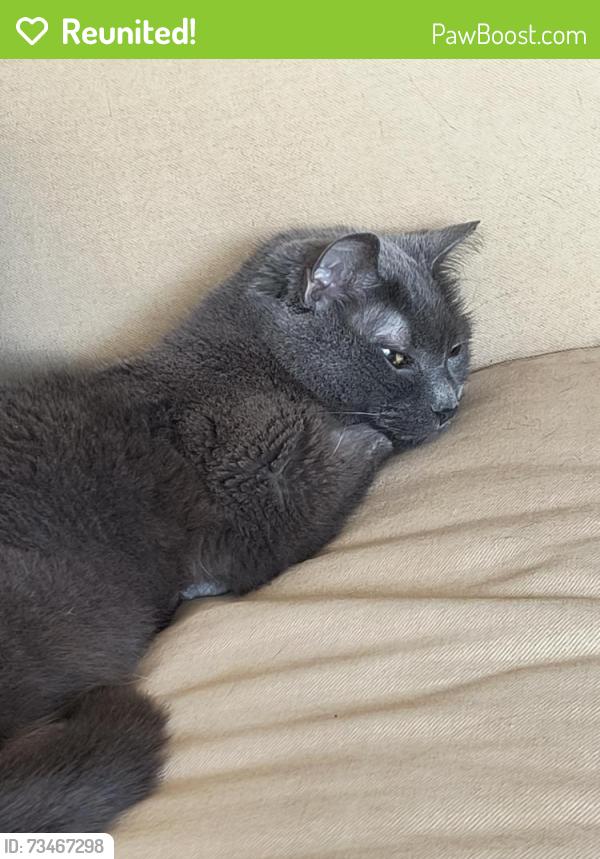 Reunited Female Cat last seen Big Bend road and sunset sunset apmts, Waukesha, WI 53189