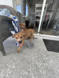 Found/Stray Unknown Dog last seen Athena and Becker, Port St. Lucie, FL 34984