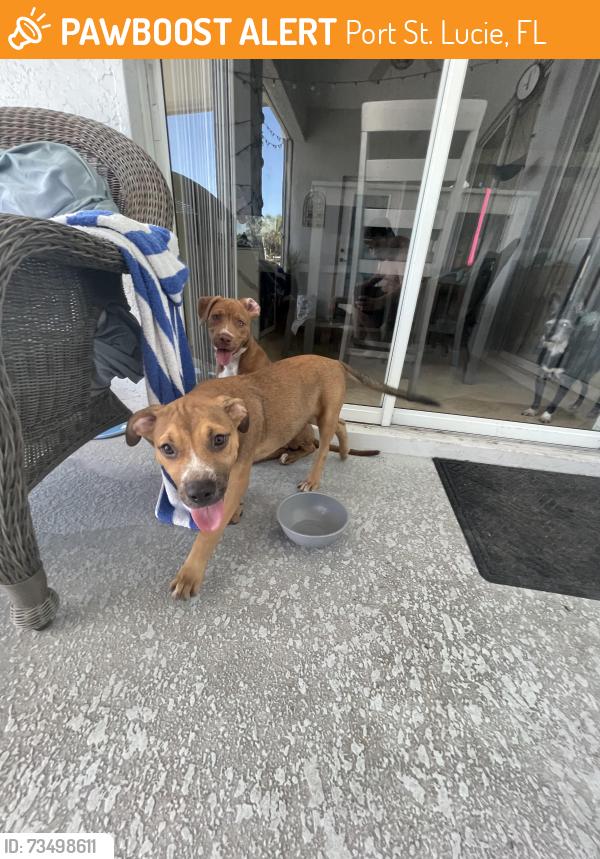 Found/Stray Unknown Dog last seen Athena and Becker, Port St. Lucie, FL 34984