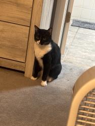 Lost Male Cat last seen GVR Golf Course, Denver, CO 80249