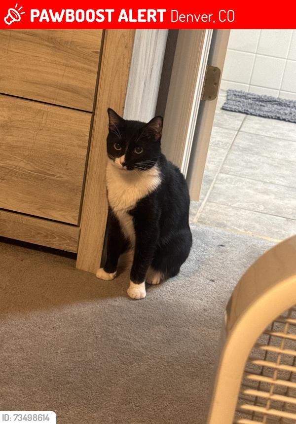 Lost Male Cat last seen GVR Golf Course, Denver, CO 80249