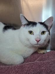 Shelter Stray Male Cat last seen Near Raynor Avenue, LINTHICUM HEIGHTS, MD, 21090, 411 Maxwell Frye Rd, Millersville, MD 21108, USA