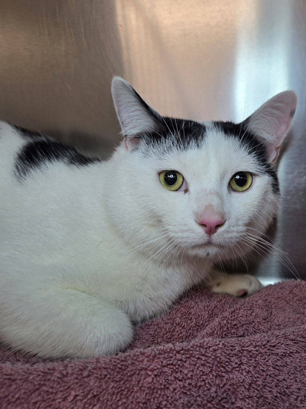 Shelter Stray Male Cat last seen Near Raynor Avenue, LINTHICUM HEIGHTS, MD, 21090, 411 Maxwell Frye Rd, Millersville, MD 21108, USA