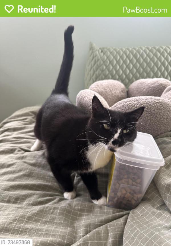 Reunited Female Cat last seen New Hampshire Ave and Quincy St NW, Washington, DC 20010