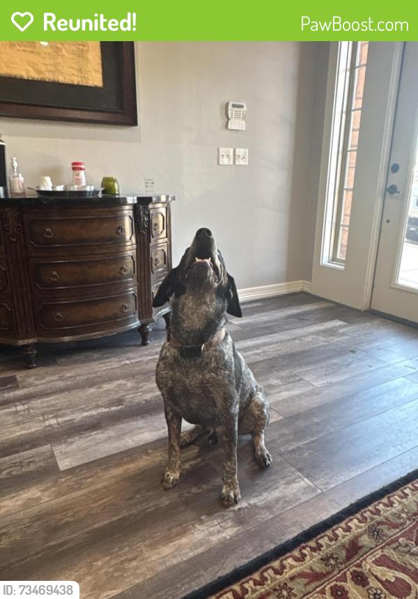 Reunited Male Dog last seen 178th and Portland, Edmond, OK 73012