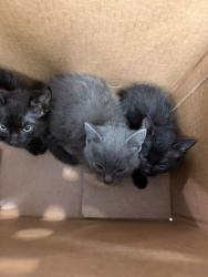 Shelter Stray Unknown Cat last seen Cherie Drive, VIRGINIA BEACH, VA, 23453, 341 S Birdneck Rd, Virginia Beach, VA 23451, USA