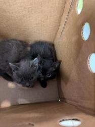 Shelter Stray Unknown Cat last seen Cherie Drive, VIRGINIA BEACH, VA, 23453, 341 S Birdneck Rd, Virginia Beach, VA 23451, USA