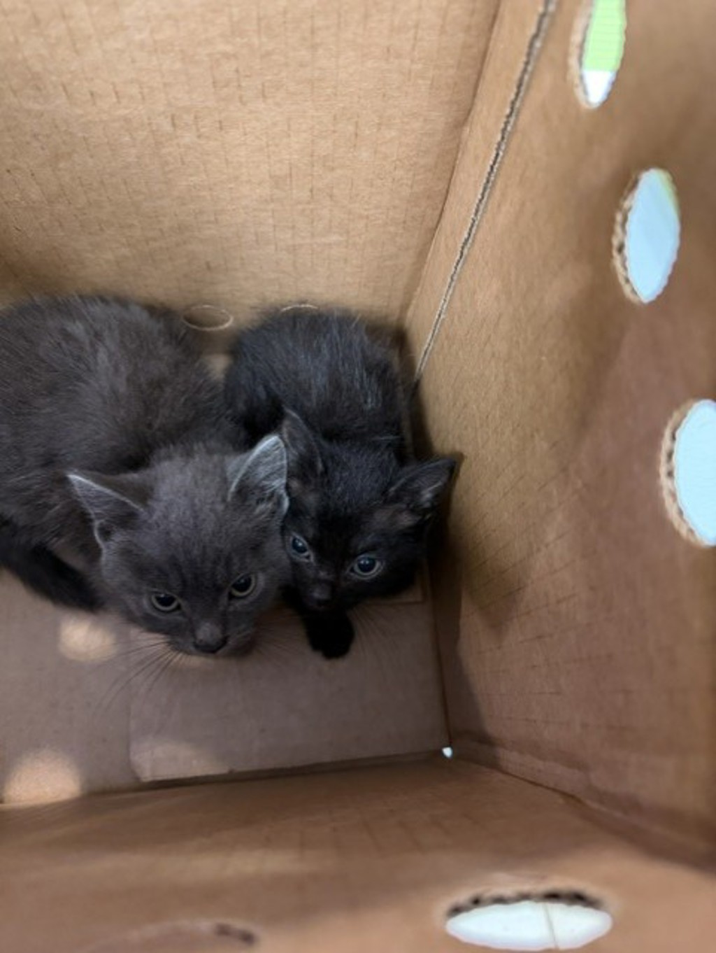 Shelter Stray Unknown Cat last seen Cherie Drive, VIRGINIA BEACH, VA, 23453, 341 S Birdneck Rd, Virginia Beach, VA 23451, USA