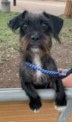 Shelter Stray Male Dog last seen Near S Congress Avenue, AUSTIN, TX, 78745, 7201 Levander Loop bldg a, Austin, TX 78702, USA