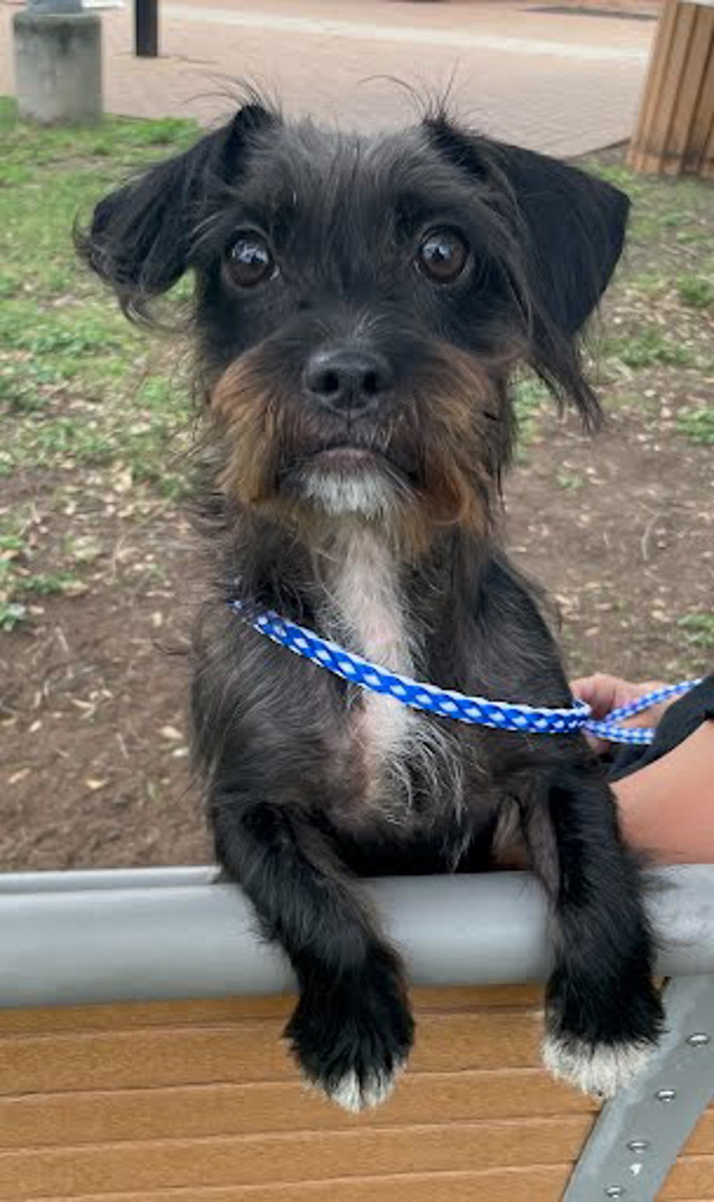 Shelter Stray Male Dog last seen Near S Congress Avenue, AUSTIN, TX, 78745, 7201 Levander Loop bldg a, Austin, TX 78702, USA