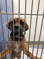 Shelter Stray Male Dog last seen E William Cannon Drive, AUSTIN, TX, 78744, 7201 Levander Loop bldg a, Austin, TX 78702, USA