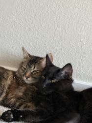 Reunited Male Cat last seen Near Maple street, Bremerton, WA 98310