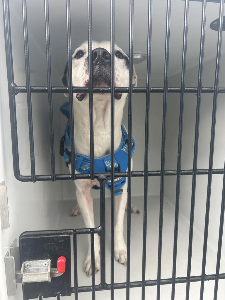 Shelter Stray Male Dog last seen Near Gadwall Court, VIRGINIA BEACH, VA, 23462, 341 S Birdneck Rd, Virginia Beach, VA 23451, USA