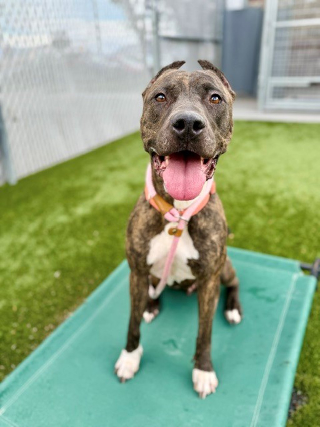 Shelter Stray Female Dog last seen Apt 4,223 W District Edge Way, MURRAY CITY, UT, 84107, 511 W 3900 S, Salt Lake City, UT 84123, USA