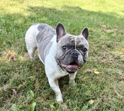 Reunited Male Dog last seen Windridge, PA, Richhill Township, PA 15337