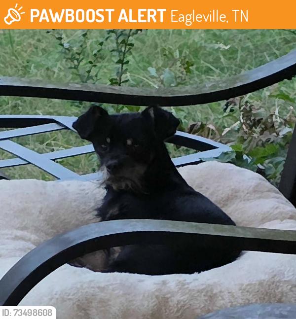 Found/Stray Male Dog last seen Cheatam Springs Road, Eagleville, TN 37060