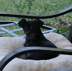 Found/Stray Male Dog last seen Cheatam Springs Road, Eagleville, TN 37060