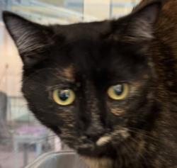 Shelter Stray Female Cat last seen Berg lane, Pine, CO, 80470, 580 McIntyre St, Golden, CO 80401, USA