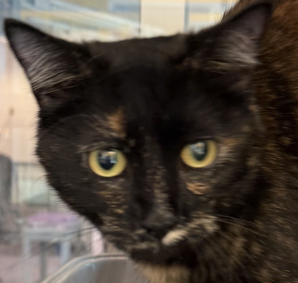 Shelter Stray Female Cat last seen Berg lane, Pine, CO, 80470, 580 McIntyre St, Golden, CO 80401, USA