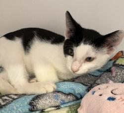 Shelter Stray Male Cat last seen Near Hotel Circle Place, San Diego, CA, 92108, 5500 Gaines St, San Diego, CA 92110, USA
