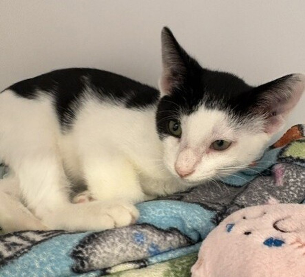 Shelter Stray Male Cat last seen Near Hotel Circle Place, San Diego, CA, 92108, 5500 Gaines St, San Diego, CA 92110, USA