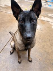 Shelter Stray Female Dog last seen Near 38th Street, San Diego, CA, 92105, 5500 Gaines St, San Diego, CA 92110, USA