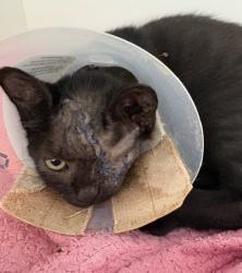 Shelter Stray Female Cat last seen Auburn Dr, San Diego, CA, 92105, 5500 Gaines St, San Diego, CA 92110, USA