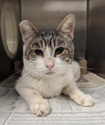 Shelter Stray Male Cat last seen Near Menlo Avenue, San Diego, CA, 92105, 5500 Gaines St, San Diego, CA 92110, USA