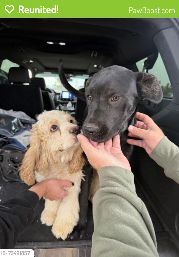 Reunited Unknown Dog last seen Goss rd Phelan CA, Phelan, CA 92371