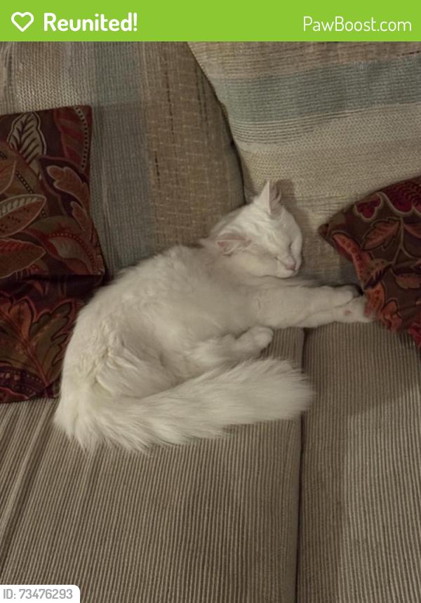 Reunited Female Cat last seen Cherry & Live Oak by the Oak park and Elementary school, Fontana, CA 92337