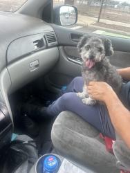 Reunited Female Dog last seen Near thew elementary school, Tempe, AZ 85281
