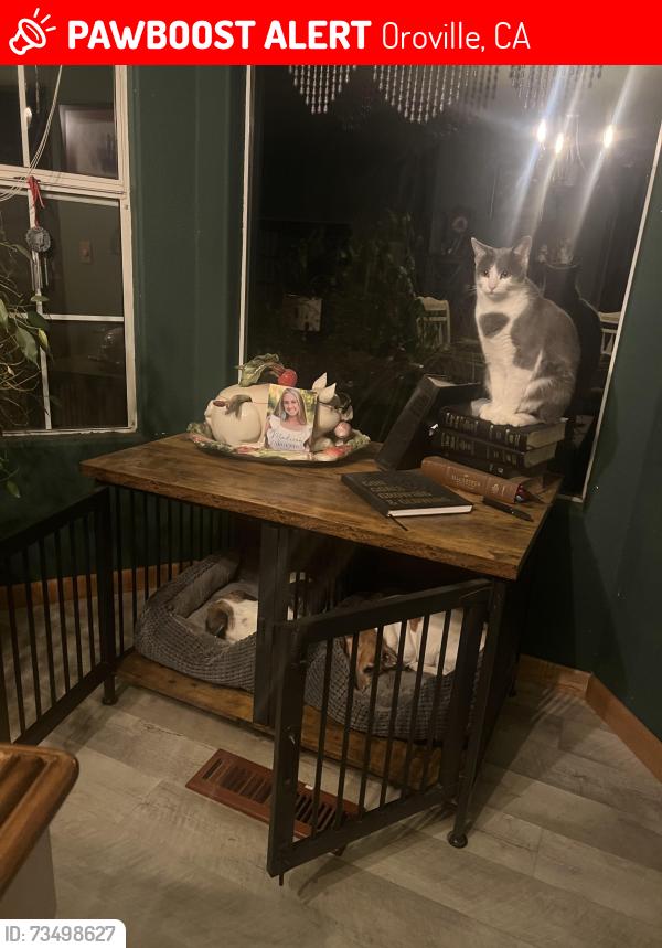 Lost Male Cat last seen Janet lane, Oroville, CA 95966