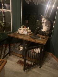 Lost Male Cat last seen Janet lane, Oroville, CA 95966